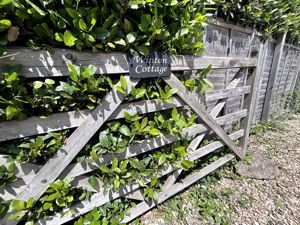 Photo 2- click for photo gallery